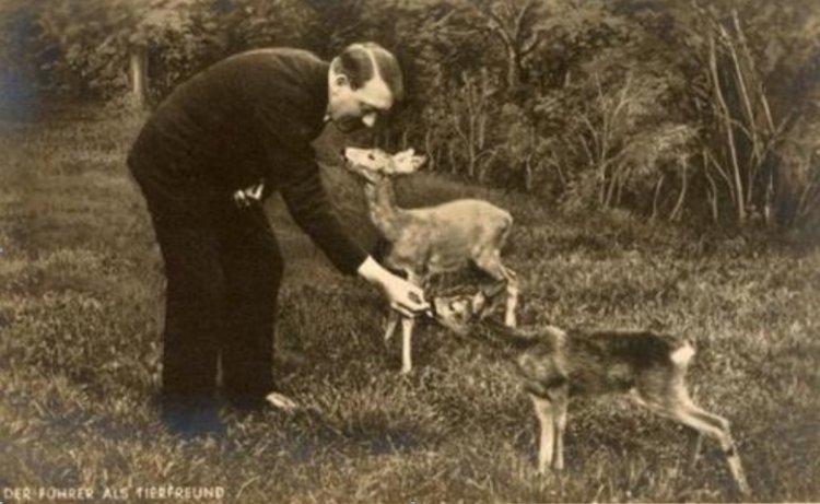 adolfdeer