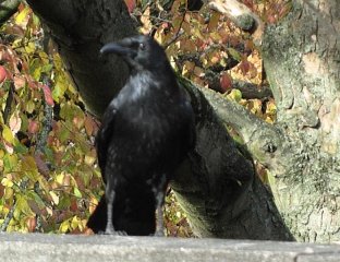 Raven