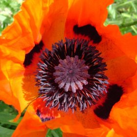 Poppy At Newe July 2011 