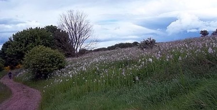 tullosmeadowlong-land