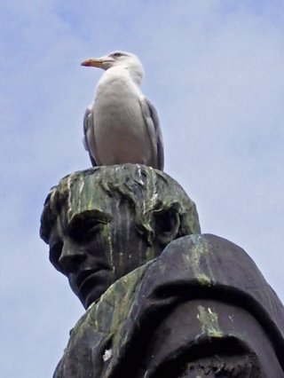 Seagull On Burns