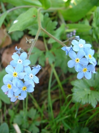 Forget me not. Strathdon 2011