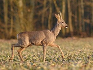 deerrun