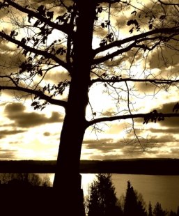   TREE OVER SUN  Feat  © Egidijus Mika | Dreamstime.com