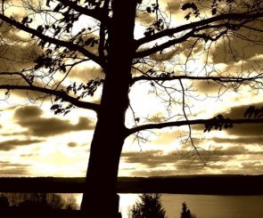   TREE OVER SUN (3)  © Egidijus Mika | Dreamstime.com