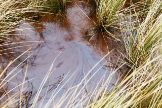 Sheen On A Rust Coloured Pool Also Seen In January On Side Of Course 16 feb 2013