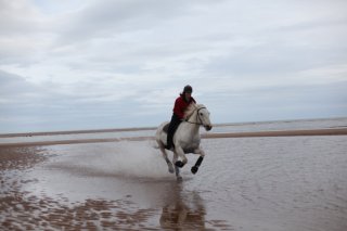 horse-forvie2