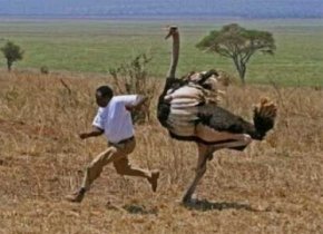 man-chased-ostrich