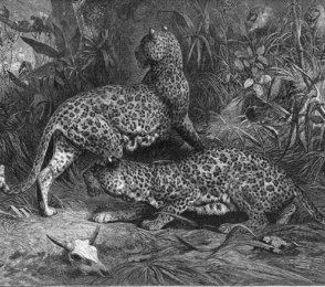 leopardspic