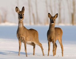 snodeerpic snodeerpic