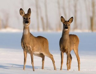 snodeerpic