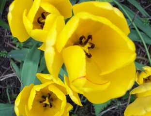 Tulips in Torry - plant them once, they come back for years   