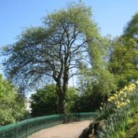 Trees