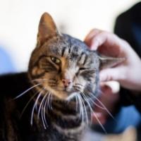 Willows Open Day 26 May And Rescue News