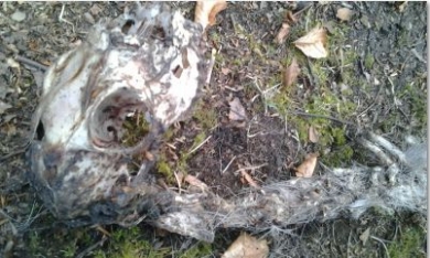 Skull and spine of a young or small roe deer on Tullos Hill. It wasn't there before the season to hunt started