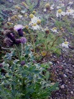 Wildflowers And Stony Ground. Tullos Hill Oct 11