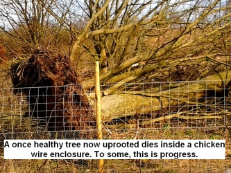 a-once-healthy-tree-now-uprooted-dies-inside-a-chicken-wire-enclosure-this-is-progress-to-some