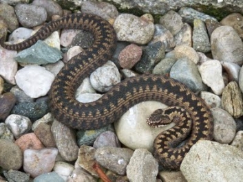 adder2