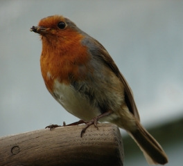 Bob The Robin 2