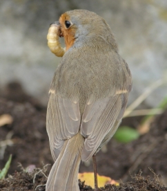 Bob The Robin 3