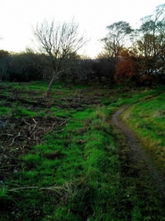 Couldn't we have left a little gorse for overwintering and early nesting species?