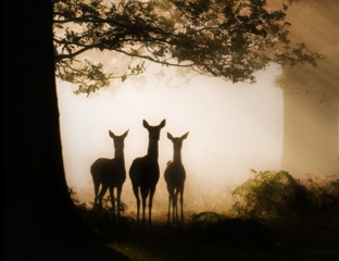 darkdeerpic