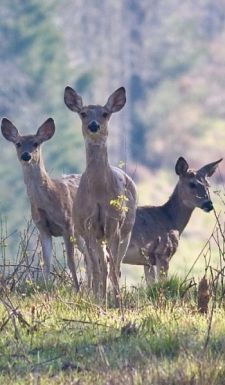 deer-tall1-pic