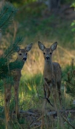 deer-tall2-pic