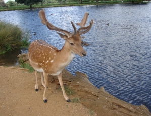 One of many deer allowed to thrive in major London parks as a highly popluar visitor attraction.