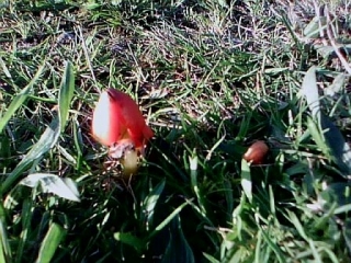 Delicate Mushrooms. Will They Survive The Tree Planting And Weedkiller?