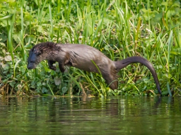 diving-otter2