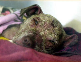 Rescued dog scarred from being forced to fight