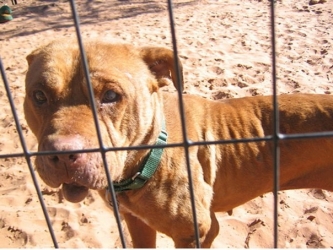 Rescued from dogfighting ring - only to be euthanised as rehabilitation is deemed impossible.