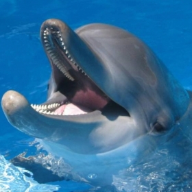 dolphinsqupic