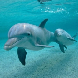 dolphinsqupic2