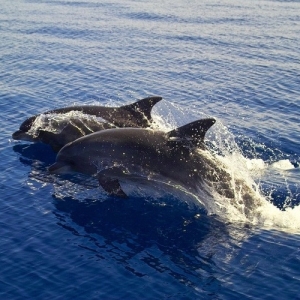 dolphinsqupic3