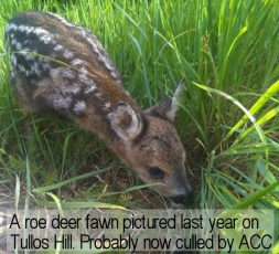 A roe deer fawn born on Tullos Hill 2011. probably now culled by Aberdeen City Council.