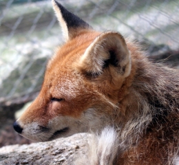 fox1pic