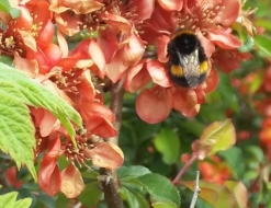 A bee on quince blossoms: take care of the bees and the bees will take care of us