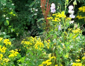 A mini meadow in my garden is a feast for wildlife