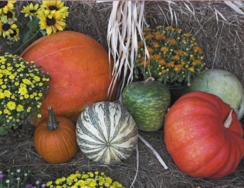 Harvest Time