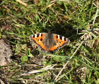 Large Tortoiseshell