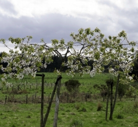 loirstontrees