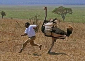 man-chased-ostrich