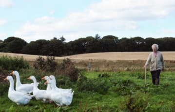 Molly and Geese