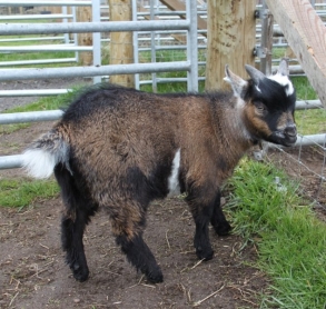 monty-goat-sqr