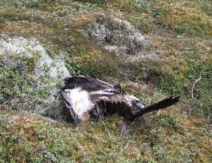 Poisoned Eagle Wildlife Crime At Its Ugliest