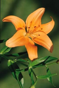 poster-lily-clip_image002