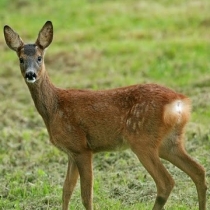 roe-deer-fawn-pic
