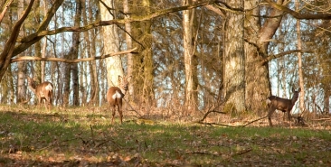 roe-deer-in-woodland153